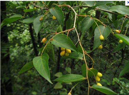 日本朱土蝽日本青皮木cjaponica