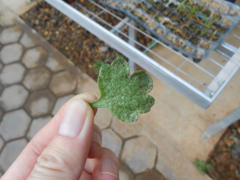 请帮忙看看这些菊花叶子是啥病虫害