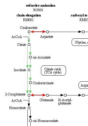 请问下kegg代谢通路图里红色和绿色的箭头以及红色的方框的含义