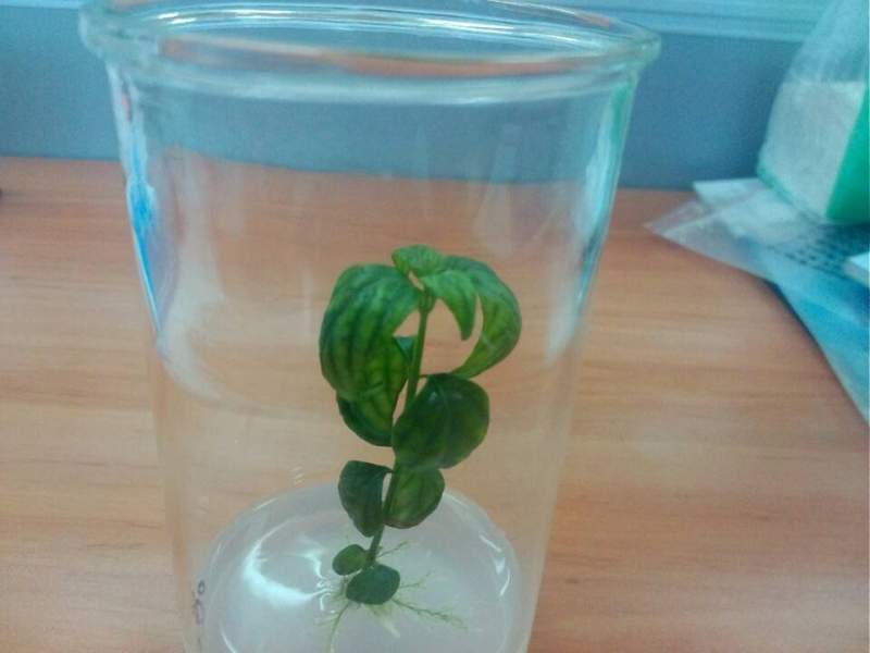 各位大侠,小弟刚刚用种子在ms培养基上播种穿心莲,出现了以下状况