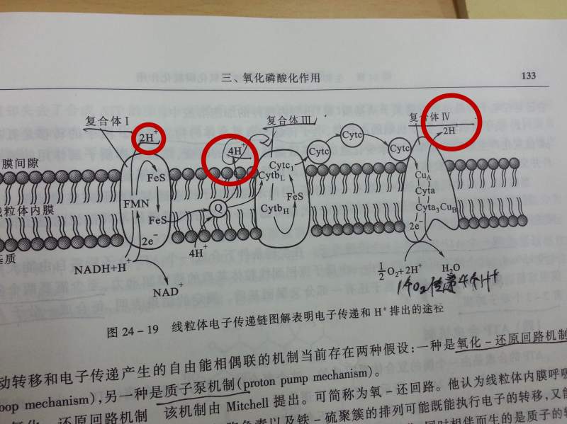 考研人关于线粒体电子传递链一些问题和王镜岩生化下册发现很多错误的