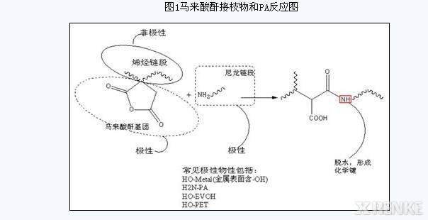 请教关于pa66与马来酸酐单体反应的问题