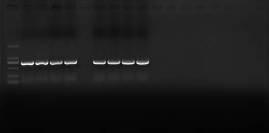 pet28a和pet32a连接701bp的目的片段后跑电泳图有杂带求分析