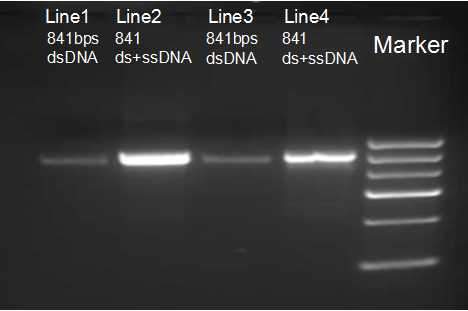 如何用琼脂糖凝胶电泳区分相同长度的ssDNA和dsDNA