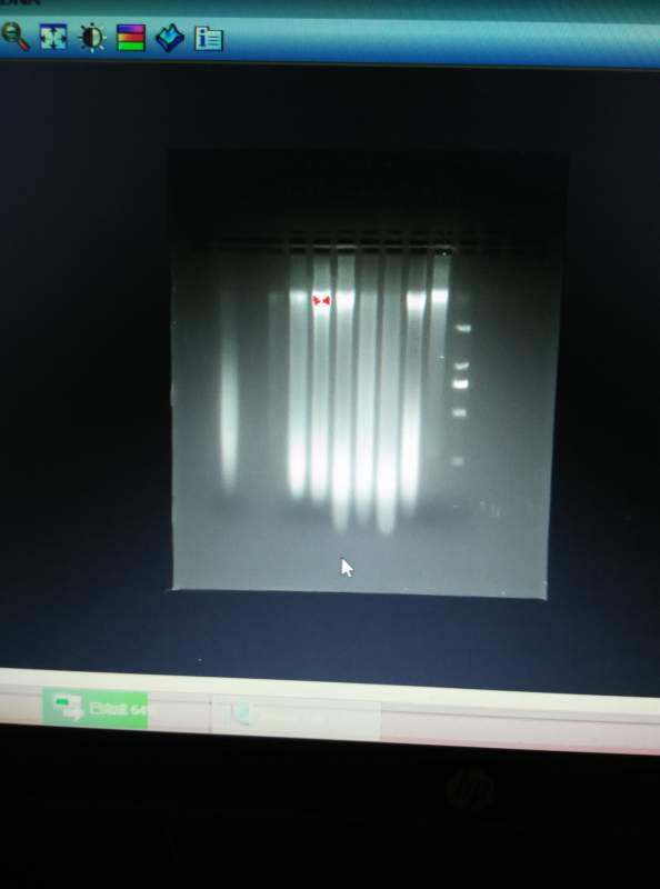 电泳的结果,请问是怎么回事          这几天,又重新提取基因组dna