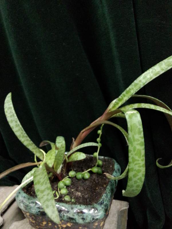 有点像兰科植物的花卉,想知道其名字