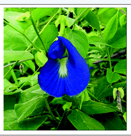 这种植物英文名叫做clitoria ternatea,请问在中国有什么获取途径没有