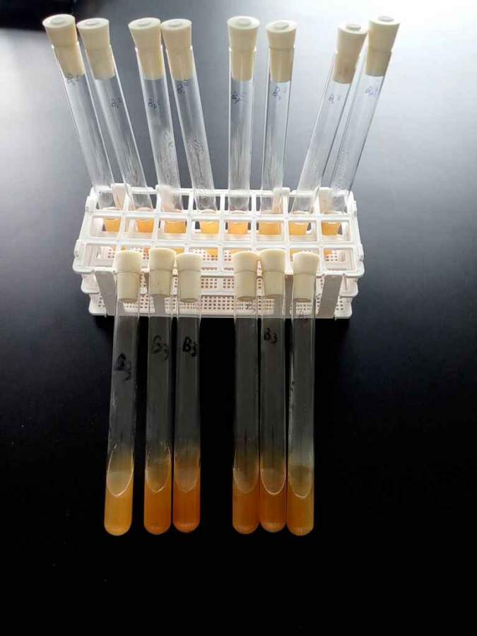 检测水中大肠杆菌菌群总数,复发酵全部产气产酸