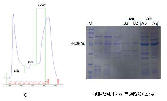 急镍柱纯化蛋白很低浓度的咪唑就冲下来了有杂带怎么办