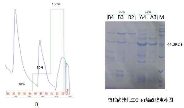 急镍柱纯化蛋白很低浓度的咪唑就冲下来了有杂带怎么办