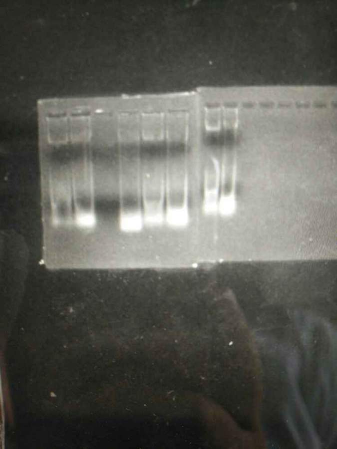 dna的琼脂糖凝胶电泳图分析 - 分子生物 - 核酸提取 - 小木虫论坛