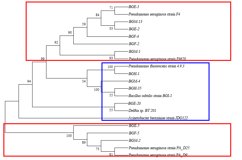 关于系统发育树