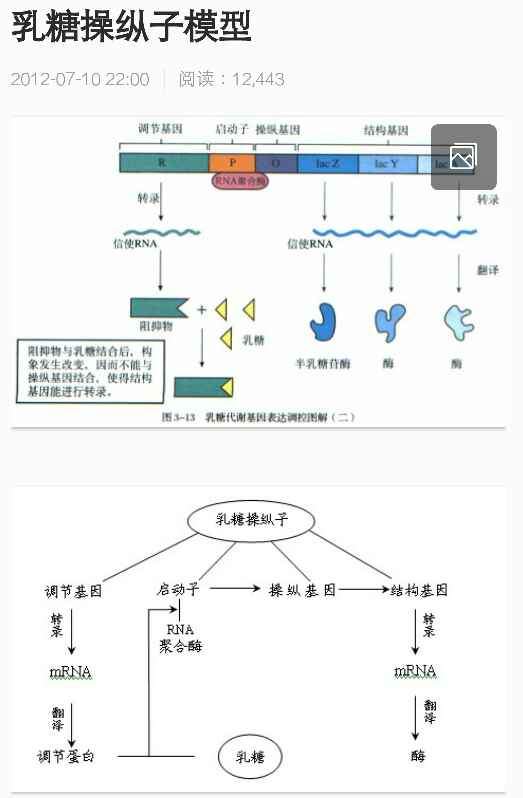 乳糖操纵子模型