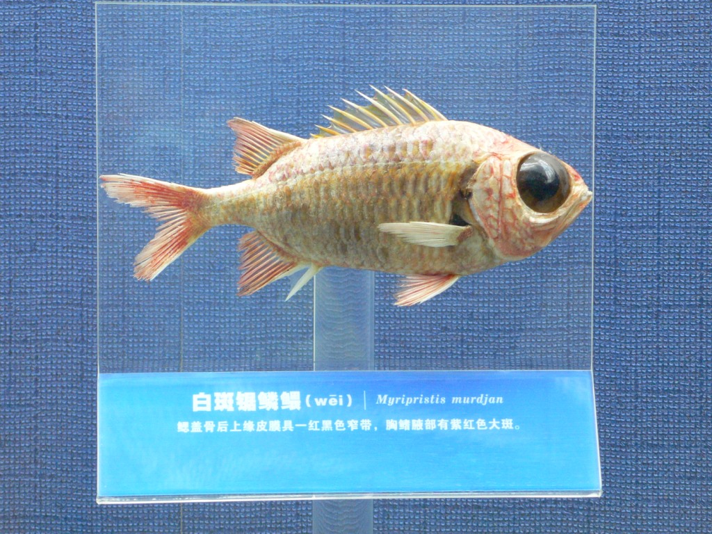 图解标本制作 海洋生物