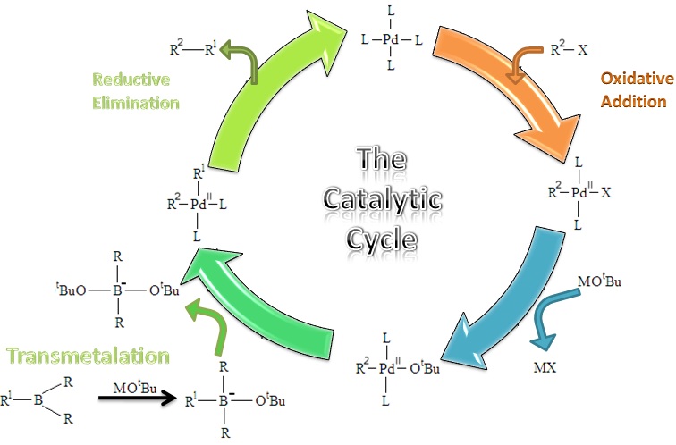 suzuki反应及副反应机理讨论