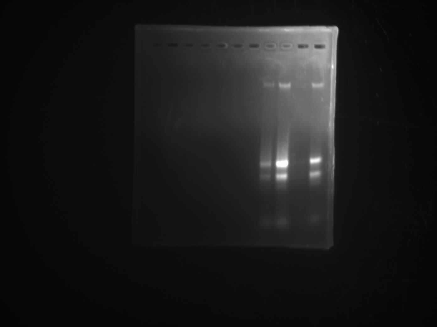 pcr植物基因组dna,为什么就一直p不出来捏