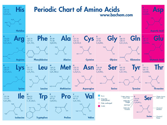 资料氨基酸周期表periodchartofaminoacid