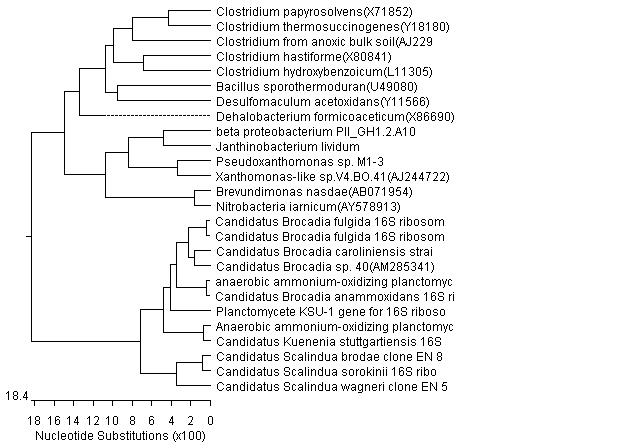 系统发育树如何分析，得出结论?