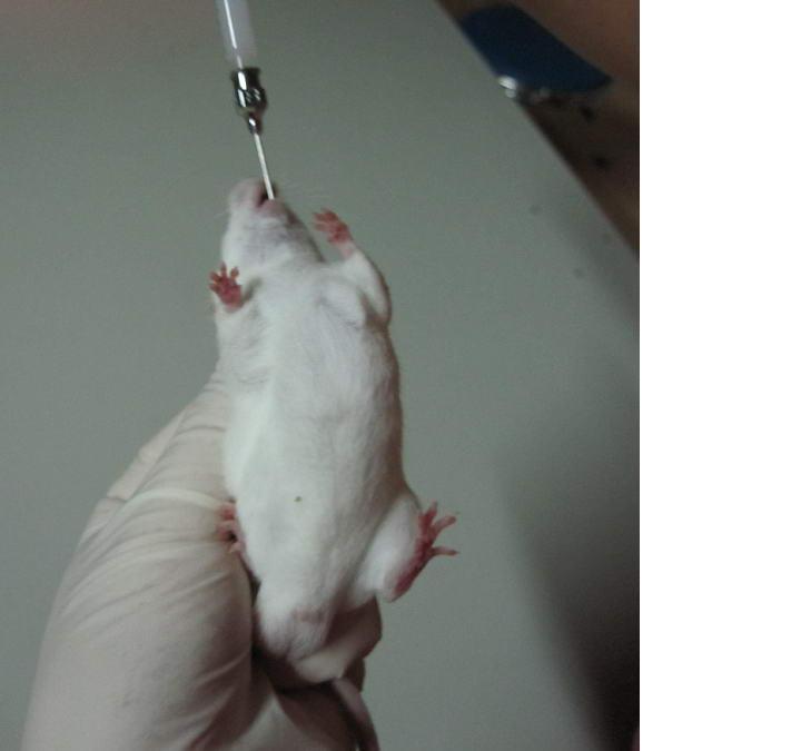给小鼠灌胃的问题- 生物科学- 小木虫- 学术科研互动社区