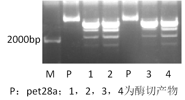 pet28a双酶切出现这种情况