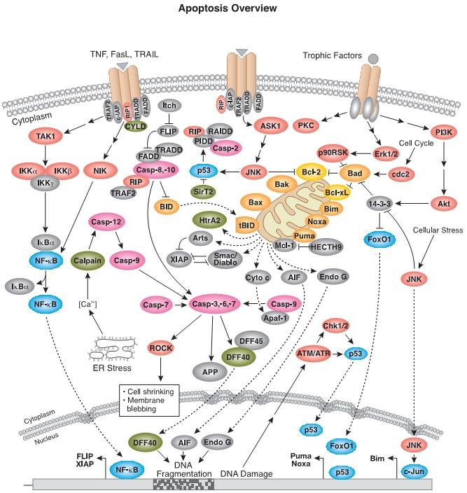 的nature chemical biology 细胞凋亡(apoptosis)有三条信号通路,即