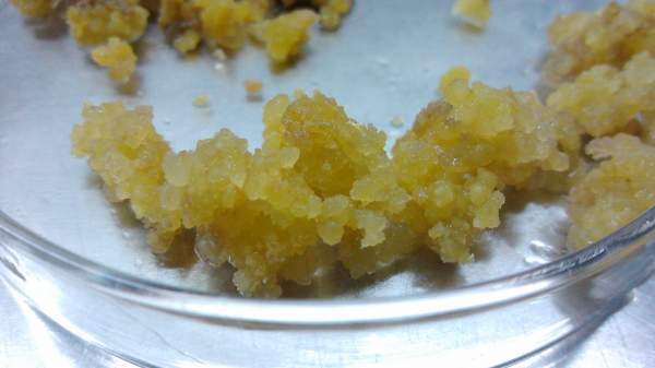 请大虾帮我看看这个是不是胚性愈伤组织