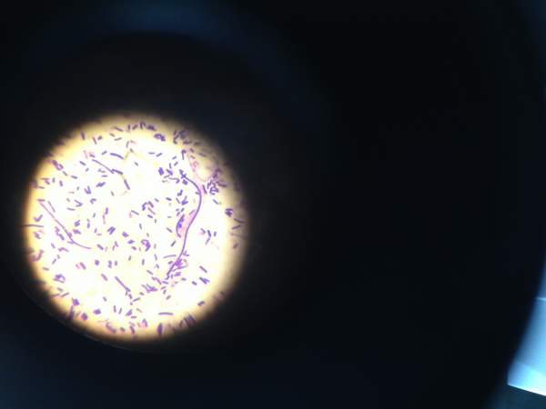 分離大腸桿菌和枯草芽孢桿菌