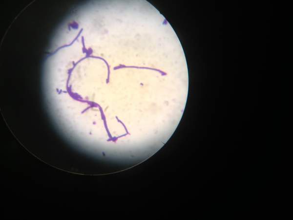 分离大肠杆菌和枯草芽孢杆菌