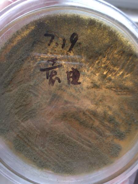 黄曲霉菌落形态特征图片
