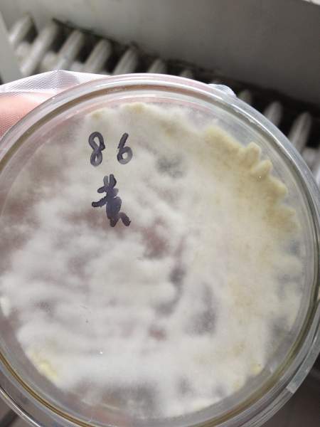 黄曲霉培养为什么总是染菌呢?