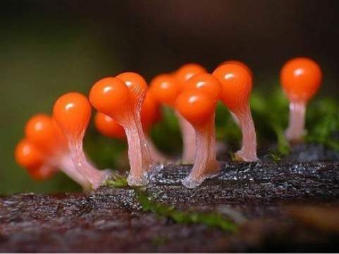 真菌- 微生物 - 综合其他 - 小木虫论坛-学术科研互动平台
