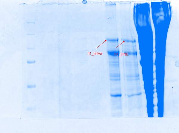 SDS-PAGE泳道形状诡异