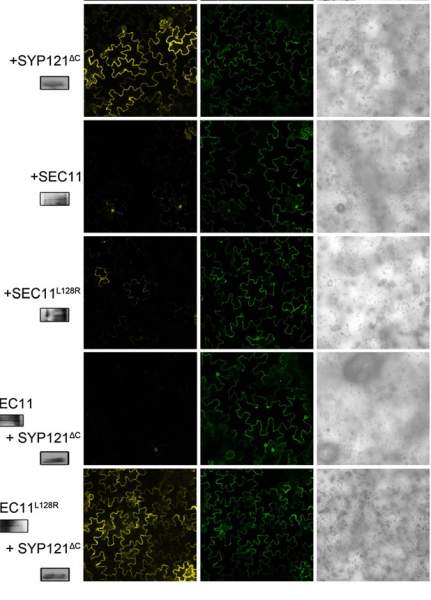 科学生物类专业就业前景_生物科学类专业_科学生物类专业有哪些