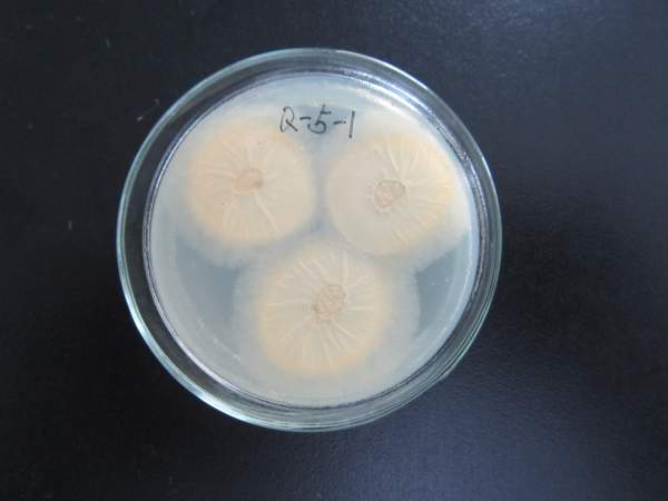色的培养基就是专蒙镆揭┣ 微生物 综合其他 求助用平板培养的真菌
