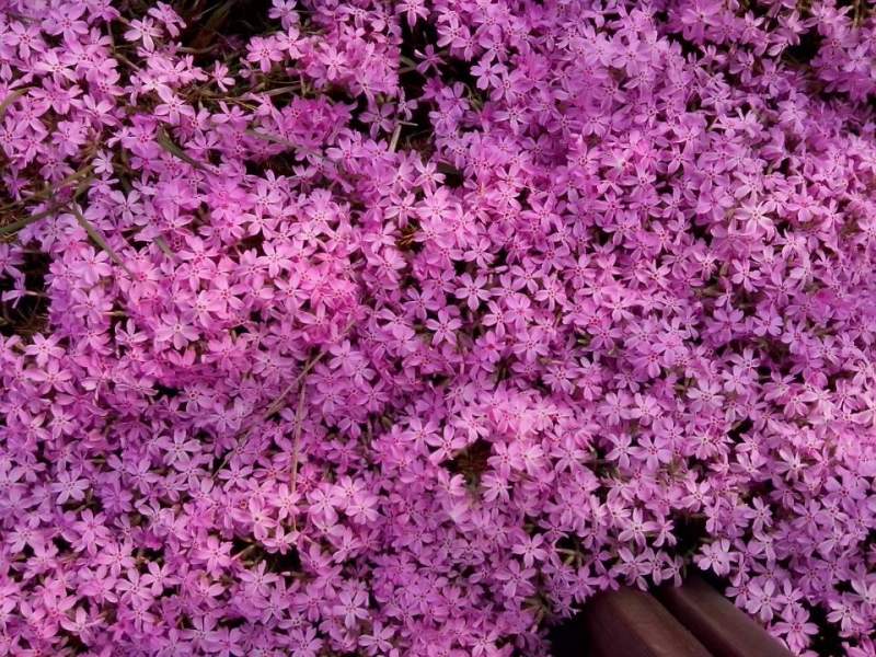 这一片花有谁知道是什么啊