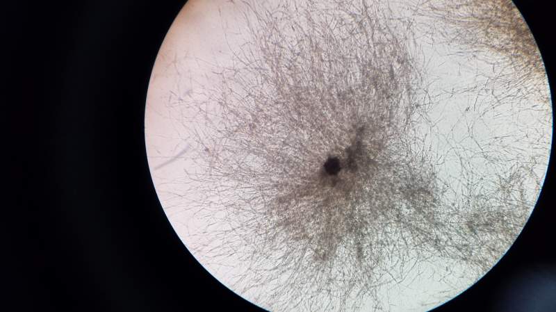 黑曲霉外源基因的发酵