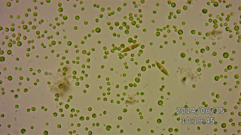 培养微藻的大神们帮忙看下这是什么藻 - 微生物 - 分类/鉴定 - 小木虫