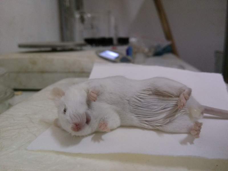 求助 用四氯化碳橄榄油对小鼠进行急性肝损伤,小鼠处死后尿出白色固体