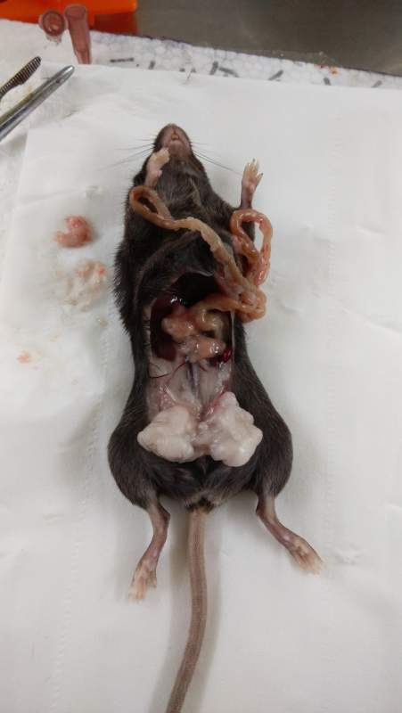 小鼠前列腺位置图片图片