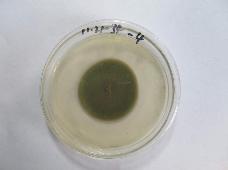 求鉴定液体培养基是否被细菌污染