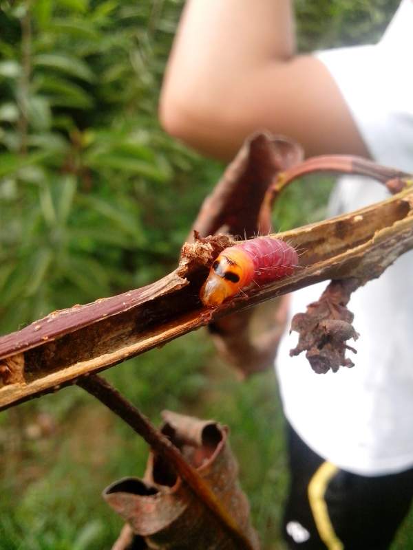 是不是木蠹蛾呢?