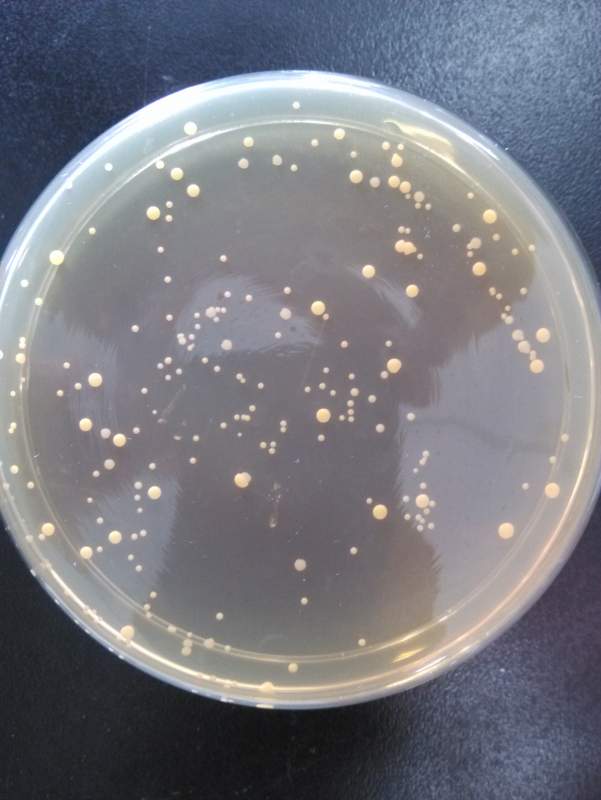 微生物在固体培养基上生长是否有延滞期