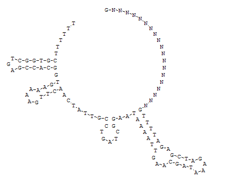 rna二级结构预测