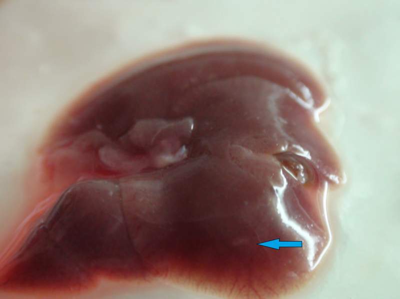 小鼠肝脏图片图片