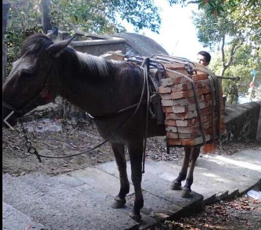 好想看看骡子长啥样  这是上次爬山是碰到的骡队