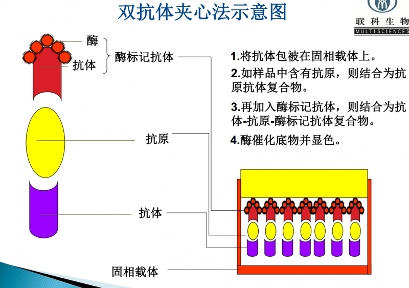 关于双抗夹心eelisa原理的问题