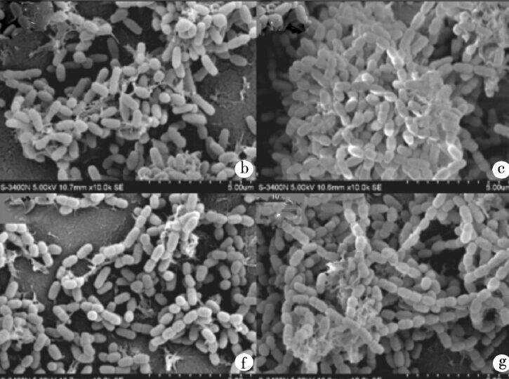 我养的乳酸菌生物膜在在电镜下拍不到胞外基质,周围很干净,这是怎么
