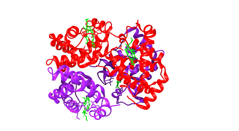 因为本人能力有限不会分子模拟顾求血红蛋白的分子模拟图用于化示意图
