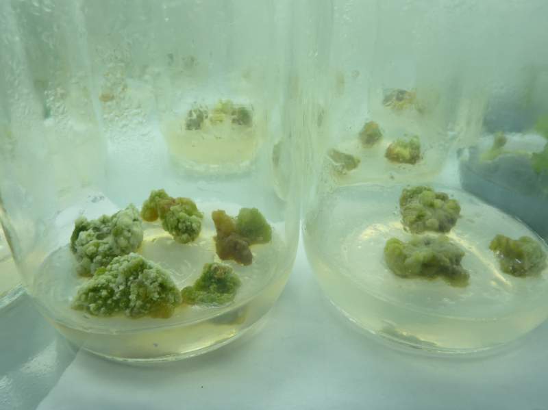 帮我看看这个愈伤组织会分化吗 - 动植物 - 实验技术 - 小木虫论坛