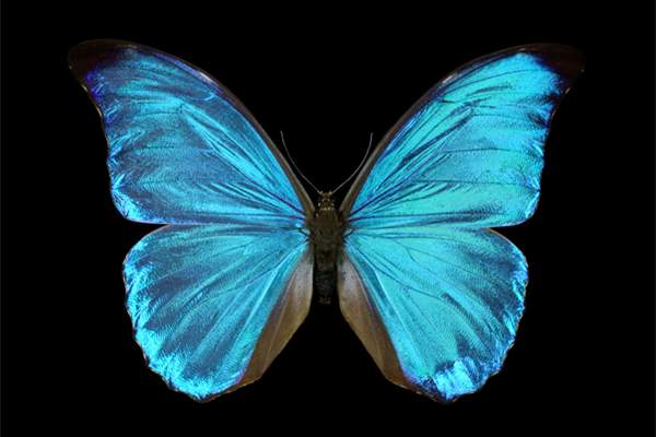 为什么扫描电镜下的蝴蝶翅膀没有颜色?